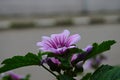 Malva Sylvestris Zebrina or Zebra Hollyhock is vigorous plant with showy flowers of bright mauve-purple with dark veins