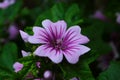 Malva Sylvestris Zebrina or Zebra Hollyhock is vigorous plant with showy flowers of bright mauve-purple with dark veins