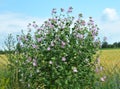 Malva thuringiaca (Lavatera thuringiaca) blooms in the wild Royalty Free Stock Photo