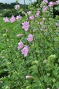 Malva thuringiaca (Lavatera thuringiaca) blooms in the wild Royalty Free Stock Photo