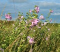 Malva thuringiaca (Lavatera thuringiaca) blooms in the wild Royalty Free Stock Photo