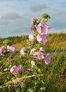Malva thuringiaca (Lavatera thuringiaca) blooms in the wild Royalty Free Stock Photo