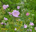 Malva thuringiaca (Lavatera thuringiaca) blooms in the wild Royalty Free Stock Photo