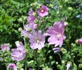 Malva thuringiaca (Lavatera thuringiaca) blooms in the wild Royalty Free Stock Photo