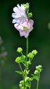 Malva thuringiaca (Lavatera thuringiaca) blooms in the wild Royalty Free Stock Photo