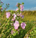 Malva thuringiaca (Lavatera thuringiaca) blooms in the wild Royalty Free Stock Photo