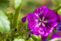 Malvaceae, or the mallows Royalty Free Stock Photo