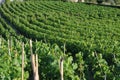 Malvasia vineyard Royalty Free Stock Photo