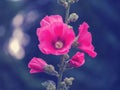 Malve red magenta flower in the garden against blur