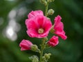 Malve red magenta flower in the garden