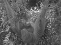 Malysia/Borneo: A orang utan at the reha station in Sepilok, Sarawak Royalty Free Stock Photo