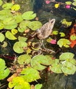 Mama and Baby Ducks Among Lily Pads Royalty Free Stock Photo