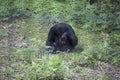 Siamang Gibbon Royalty Free Stock Photo