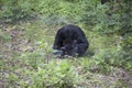 Siamang Gibbon Royalty Free Stock Photo