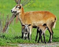 Mama Barbadoes Sheep with twin lambs. Royalty Free Stock Photo