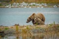 Mama-bear with her cub fishing in Brooks river in Katmai NP, Alaska Royalty Free Stock Photo