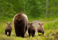 Mama bear with her cubs heading back to a forest Royalty Free Stock Photo