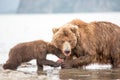 Mama bear and her cubs Royalty Free Stock Photo