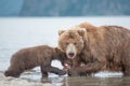 Mama bear and her cubs Royalty Free Stock Photo