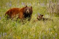 Mama bear with her cubs in Waterton Lakes NP, Canada Royalty Free Stock Photo