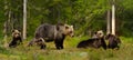 Mama bear and her cute cubs in a forest Royalty Free Stock Photo