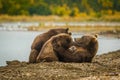 Mama-bear milking her two cubs in Brooks falls, Alaska Royalty Free Stock Photo