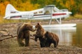 Mama bear walking with her two cubs on the beach of Naknak lake, Alaska