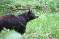 Mama bear watching her cub Royalty Free Stock Photo