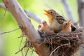 mama bird feeding her chicks in a nest on a sturdy branch