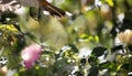 Mama Bird flying away at the Los Angeles Arboretum