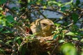 Mama Bird with its Baby on a Tree