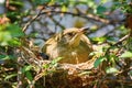 Mama Bird with its Baby on a Tree