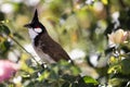 Mama Bird at the Los Angeles Arboretum