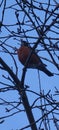 Mama bird sitting on tree branch