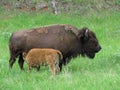 Mother buffalo and calf in the wild Royalty Free Stock Photo