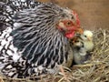 Mama and chicks