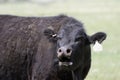 Mama Cow Bawling for her Calf