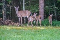 Mama deer and her triplets Royalty Free Stock Photo