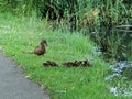 Mama duck Royalty Free Stock Photo