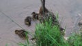 Mama Duck with babies Royalty Free Stock Photo