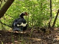 Mama duck and babies Royalty Free Stock Photo