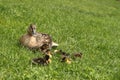 Mama duck with baby ducks