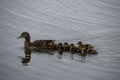 Mama duck & ducklings Royalty Free Stock Photo