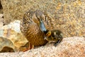 Adult duck next to two small ducks under the feathers Royalty Free Stock Photo