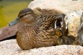 Adult duck next to two small ducks under the feathers Royalty Free Stock Photo