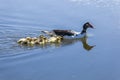 Mama duck and her ducklings Royalty Free Stock Photo
