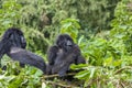 Mama Gorilla and Junior Silverback in their Nest Royalty Free Stock Photo