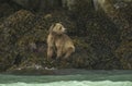 Mama grizzly bear and her cubs smelling something in the air Royalty Free Stock Photo