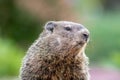 Mama groundhog Royalty Free Stock Photo