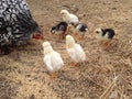 Mama hen feeding babies Royalty Free Stock Photo